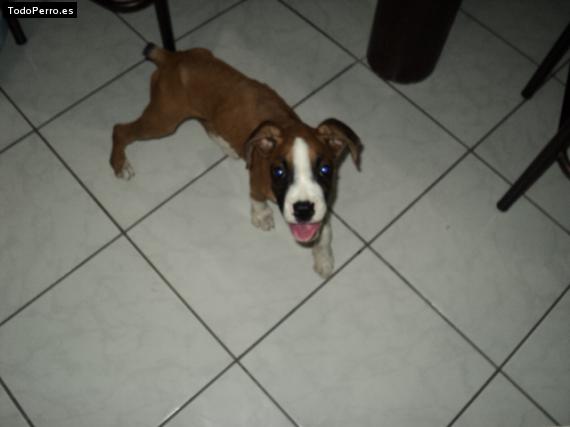 Foto del perro Jade