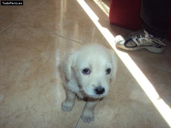 Foto del perro Cooky