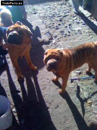 Foto del perro Acordeon