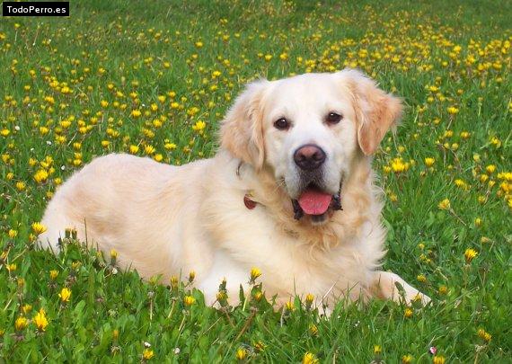 La foto del perro Ruso Foto del perro Ruso