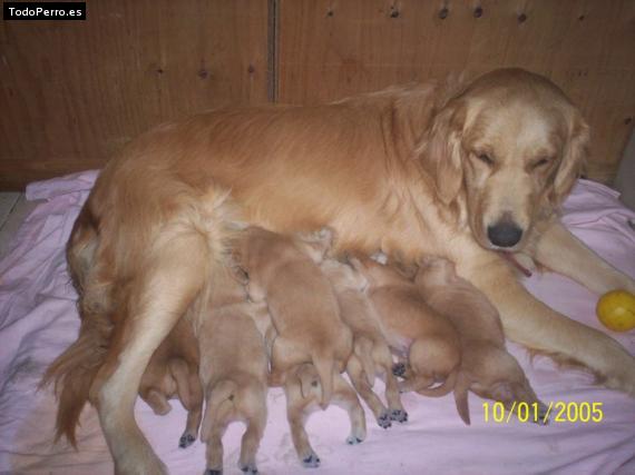 Foto del perro Estrella