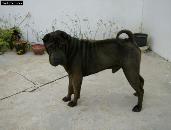 Foto del perro Hercules