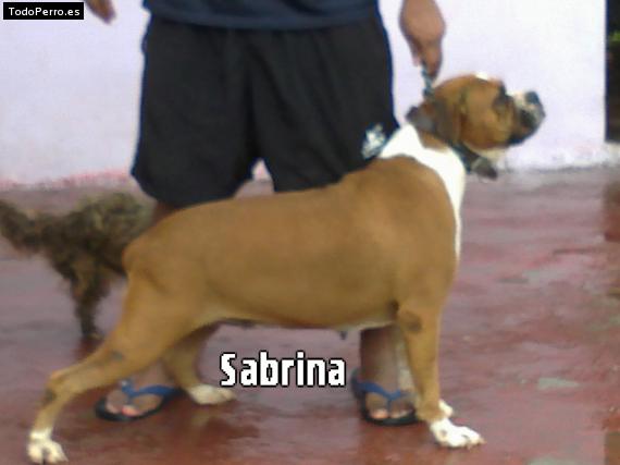 Foto del perro Sabrina