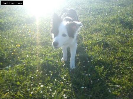 Foto del perro Landa