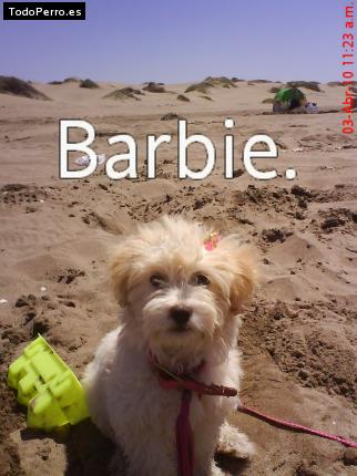 Foto del perro Barbie