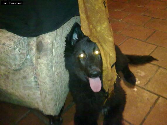 Foto del perro Shadow