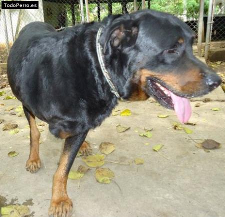 Foto del perro Orión