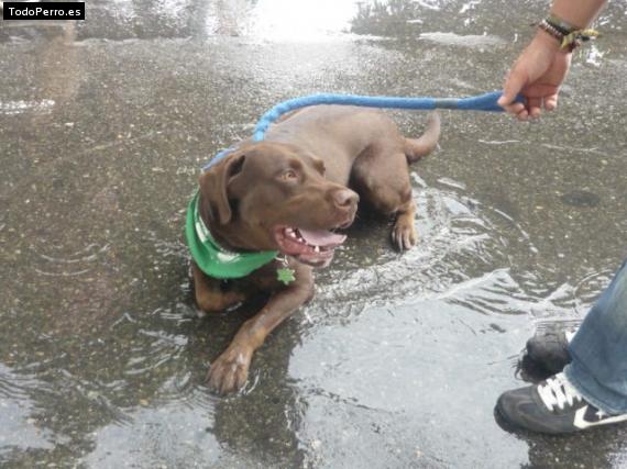 Foto del perro Jacobo emilio