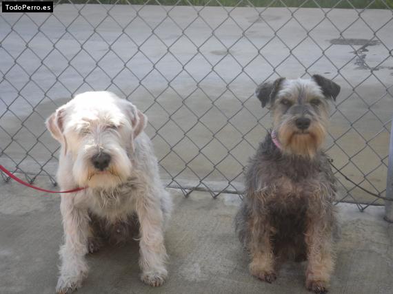 Foto del perro Bebe y bruno