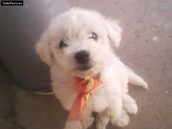 Foto del perro Candy