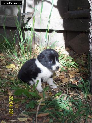 Foto del perro Muñeca