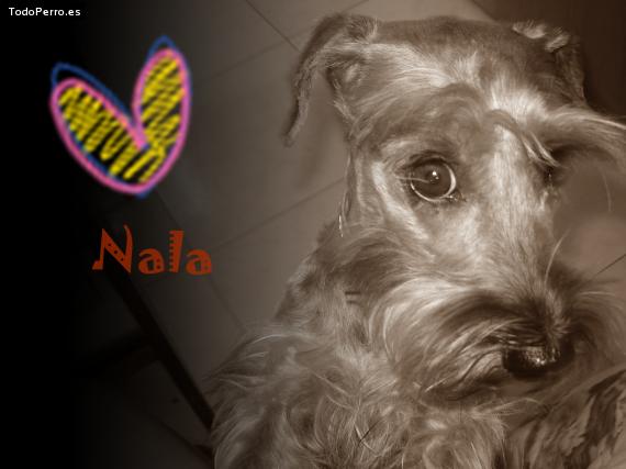 Foto del perro Nala