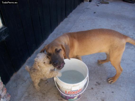 Foto del perro Hanna