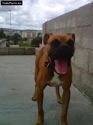 Foto del perro Kofy