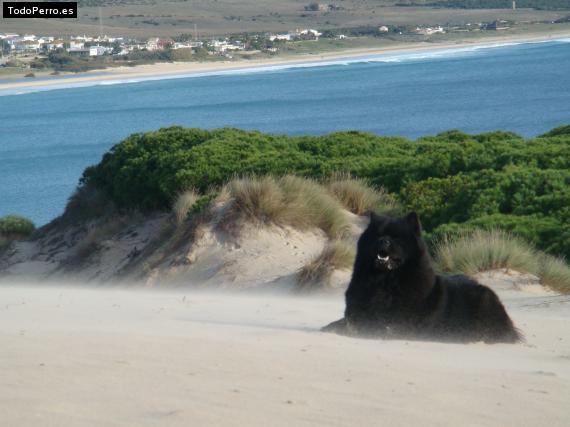 Foto del perro Gori