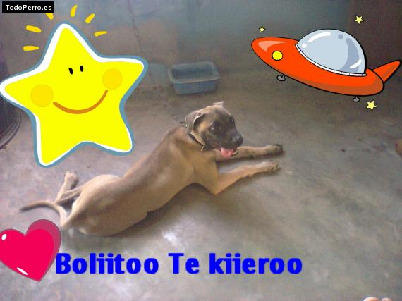 Foto del perro Bolo