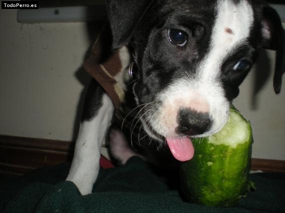 Foto del perro Peluchin