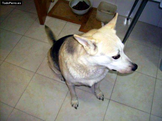 Foto del perro Jara