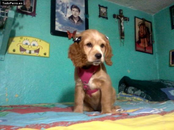 Foto del perro Candy