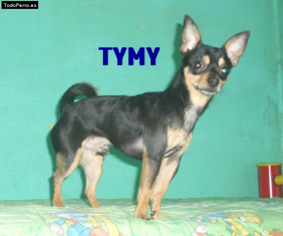 Foto del perro Tymy