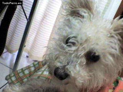 Foto del perro Mery