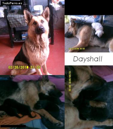 Foto del perro Daysha