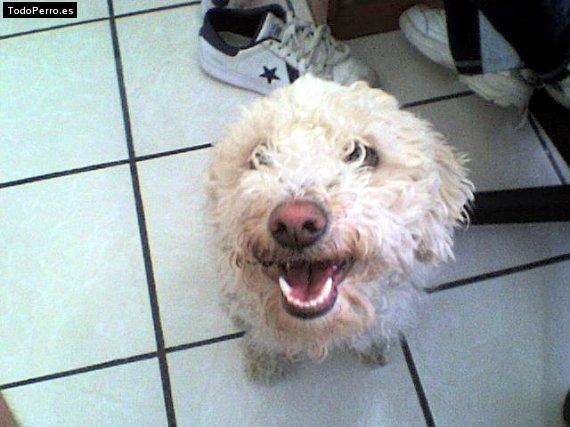 Foto del perro Sofy