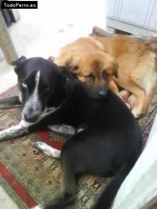 Foto del perro Sissy y aquiles