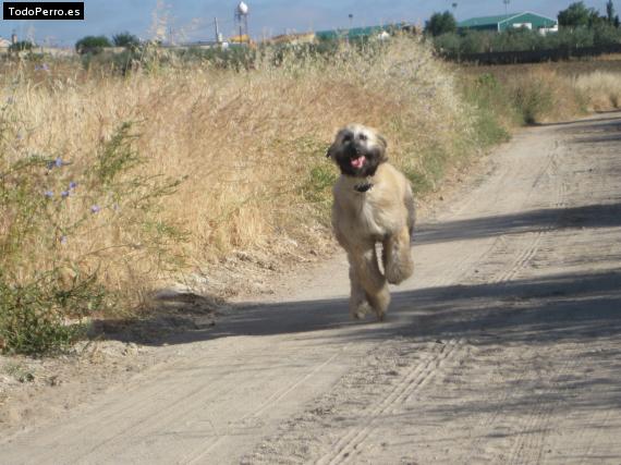 Foto del perro Kabul