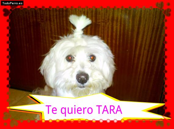 Foto del perro Tara