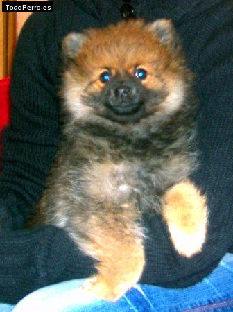 Foto del perro Bolita