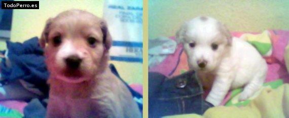 Foto del perro Thais y kiran