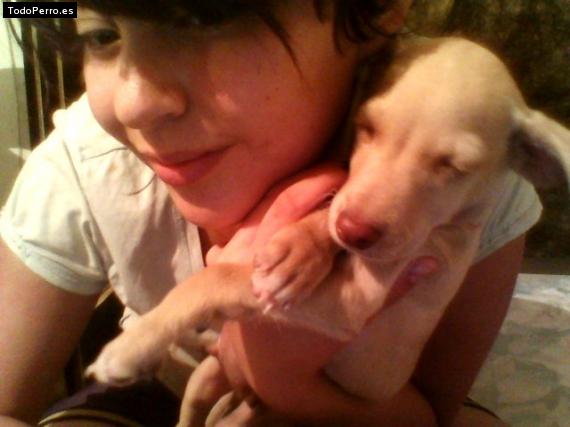 Foto del perro Pinky