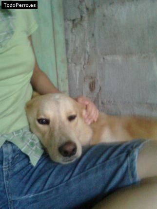 Foto del perro Cotty