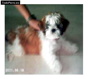 Foto del perro Candy