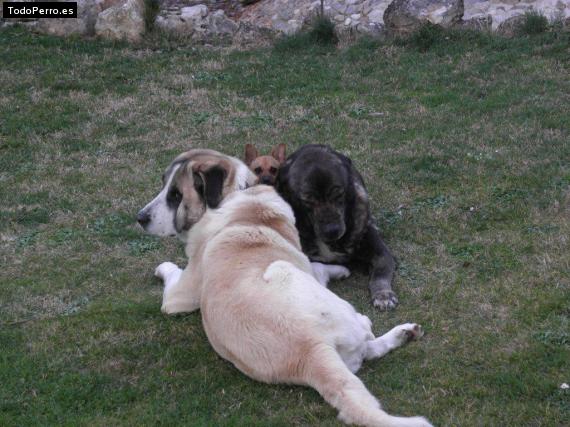 Foto del perro Bluethooth, greta y pérez