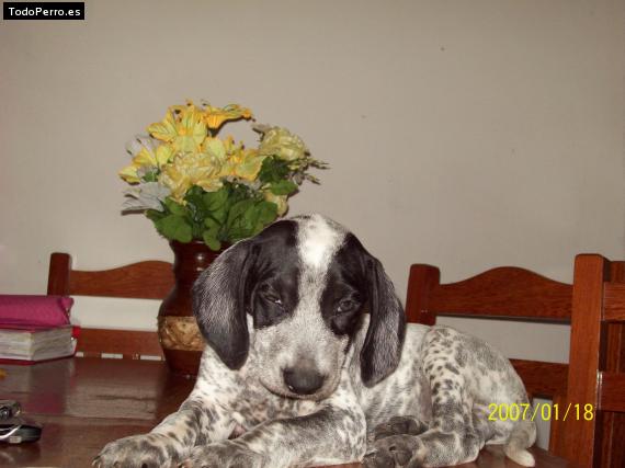 Foto del perro Copito