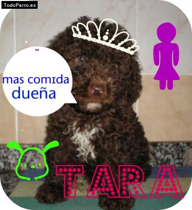 Foto del perro Tara