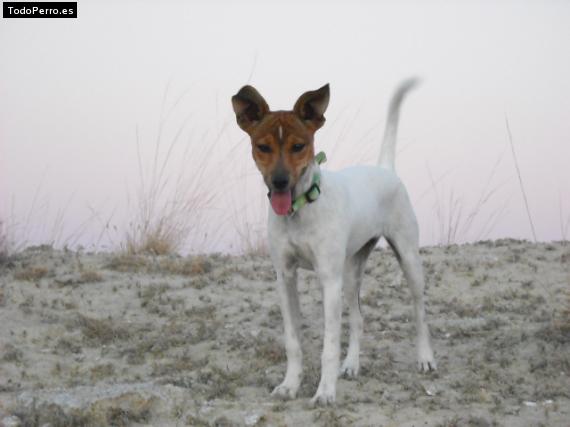 Foto del perro Lua