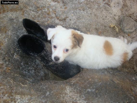 Foto del perro Dingo