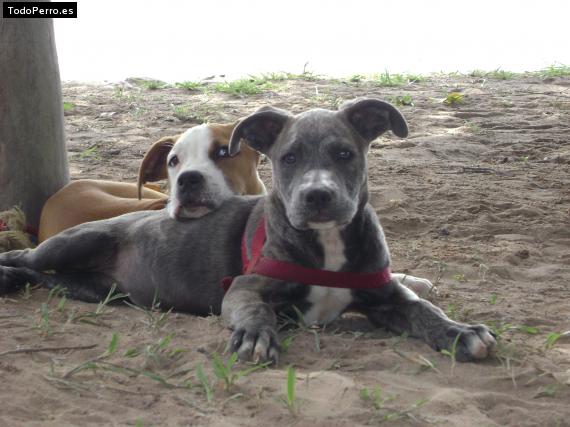 Foto del perro Luna y hashi