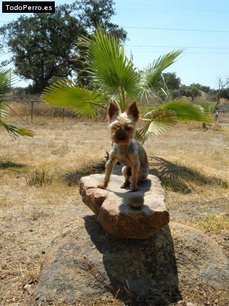 Foto del perro Coco