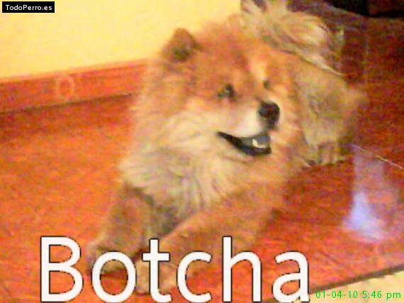 Foto del perro Botcha