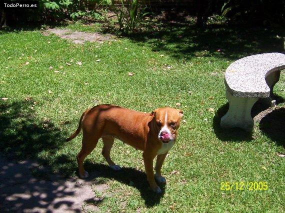 Foto del perro Tota