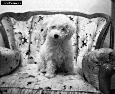 Foto del perro Mateo