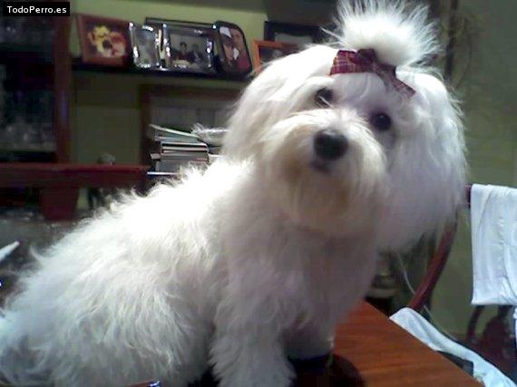 Foto del perro Suri