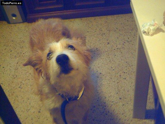 Foto del perro Tina