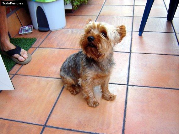 Foto del perro Niro