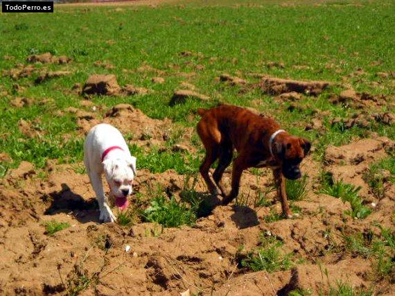 Foto del perro Dassy y nuca