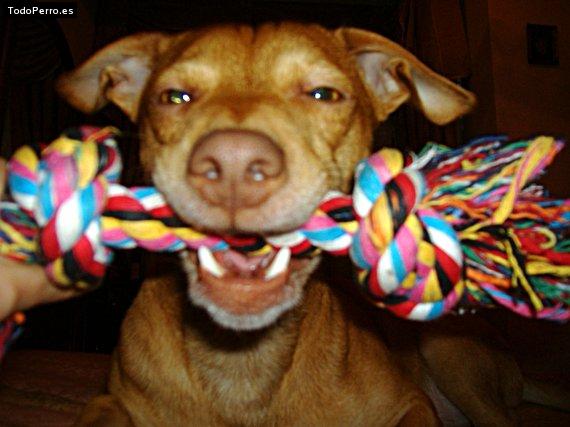 Foto del perro Nelo